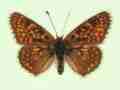 Melitaea cinxia male (aberrant form salzlii) (Internet Image property of respective owner, non-commercial use only)
